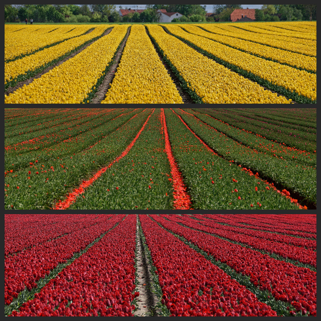 collage tulpenfelder