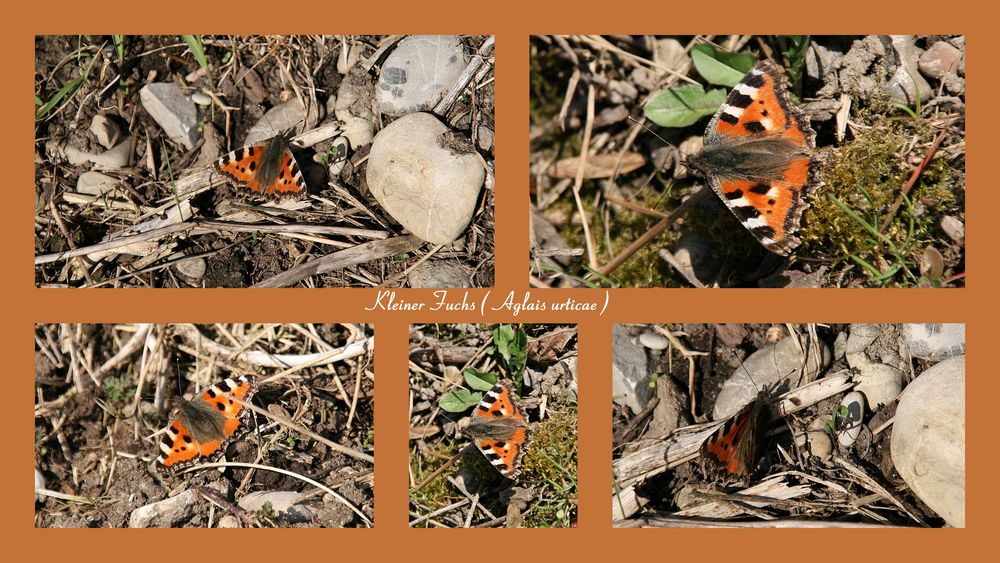 Collage über den Kleinen Fuchs (Aglais urticae)