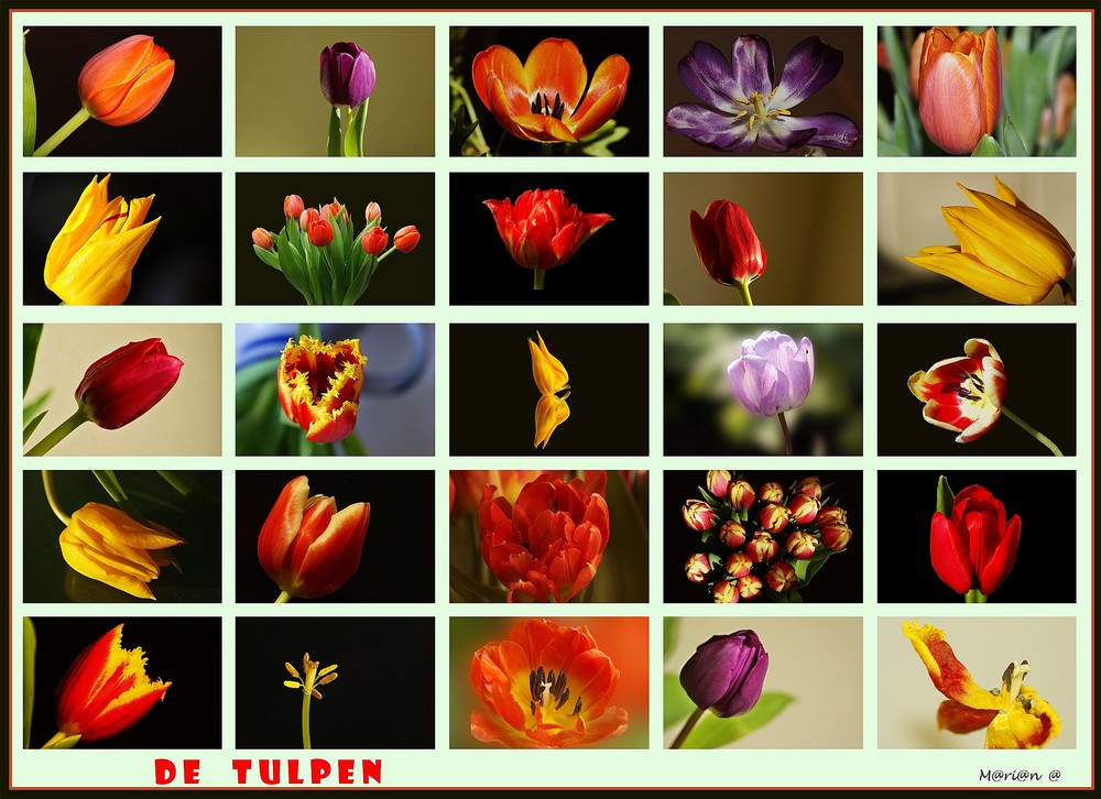 collage van tulpen