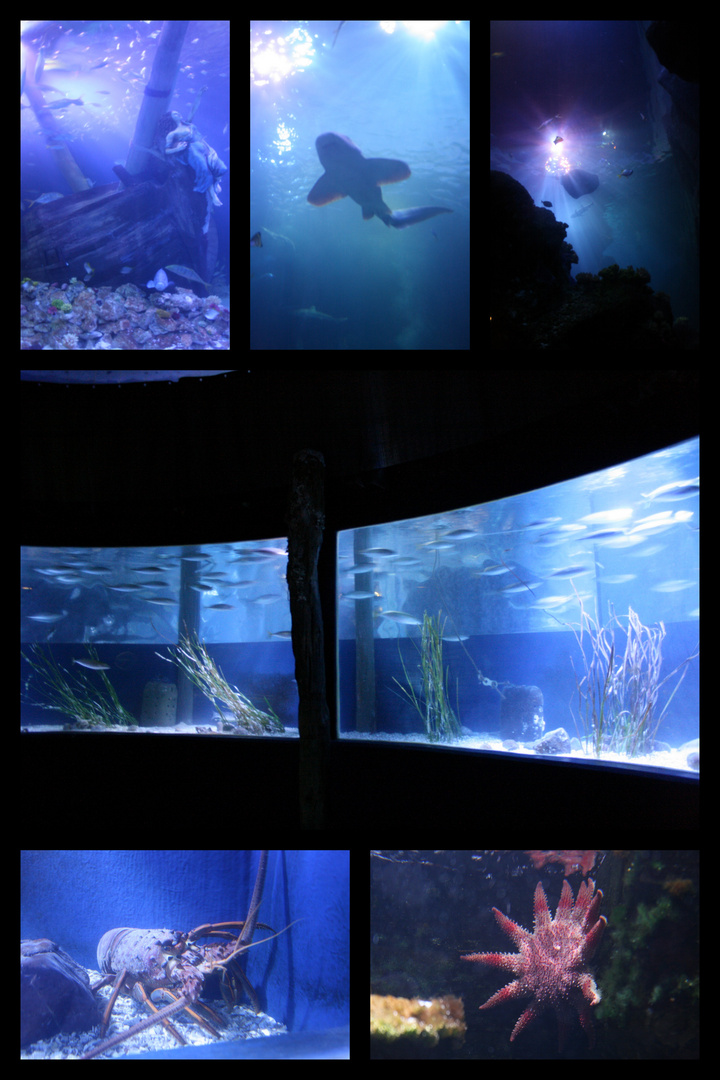 Collage vom Sealifecenter