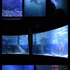 Collage vom Sealifecenter