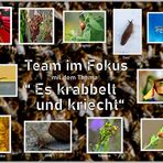 Collage vom Thema  "es krabbelt und kriecht"