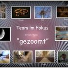 Collage vom Thema "gezoomt"