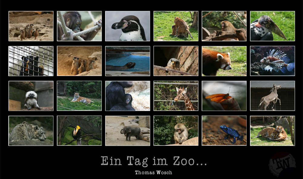 Collage vom Zoo Köln (XII)