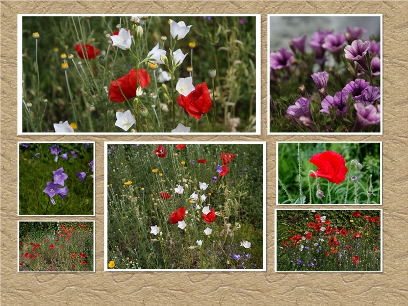 Collage von Blumen.