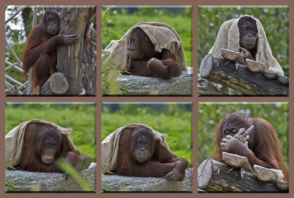 Collage von den Orang-Utans im Tiergarten Schönbrunn