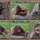 Collage von den Orang-Utans im Tiergarten Schönbrunn