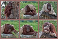 Collage von den Orang-Utans im Tiergarten Schönbrunn