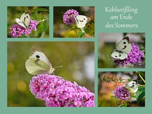 Collage von einem Kohlweißling