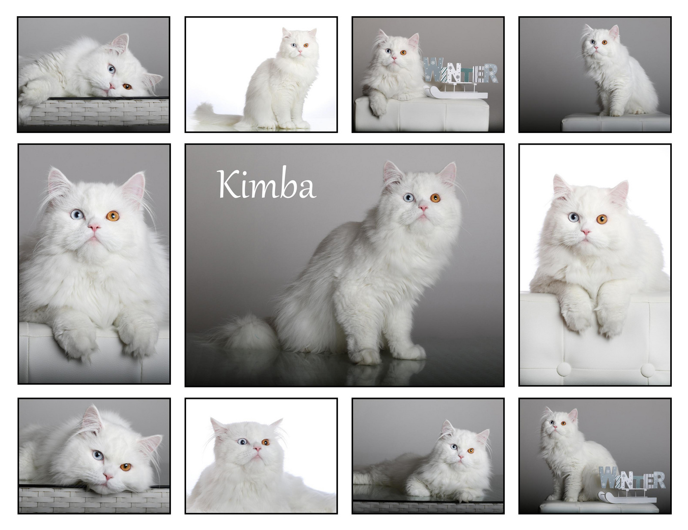 Collage von Kimba...