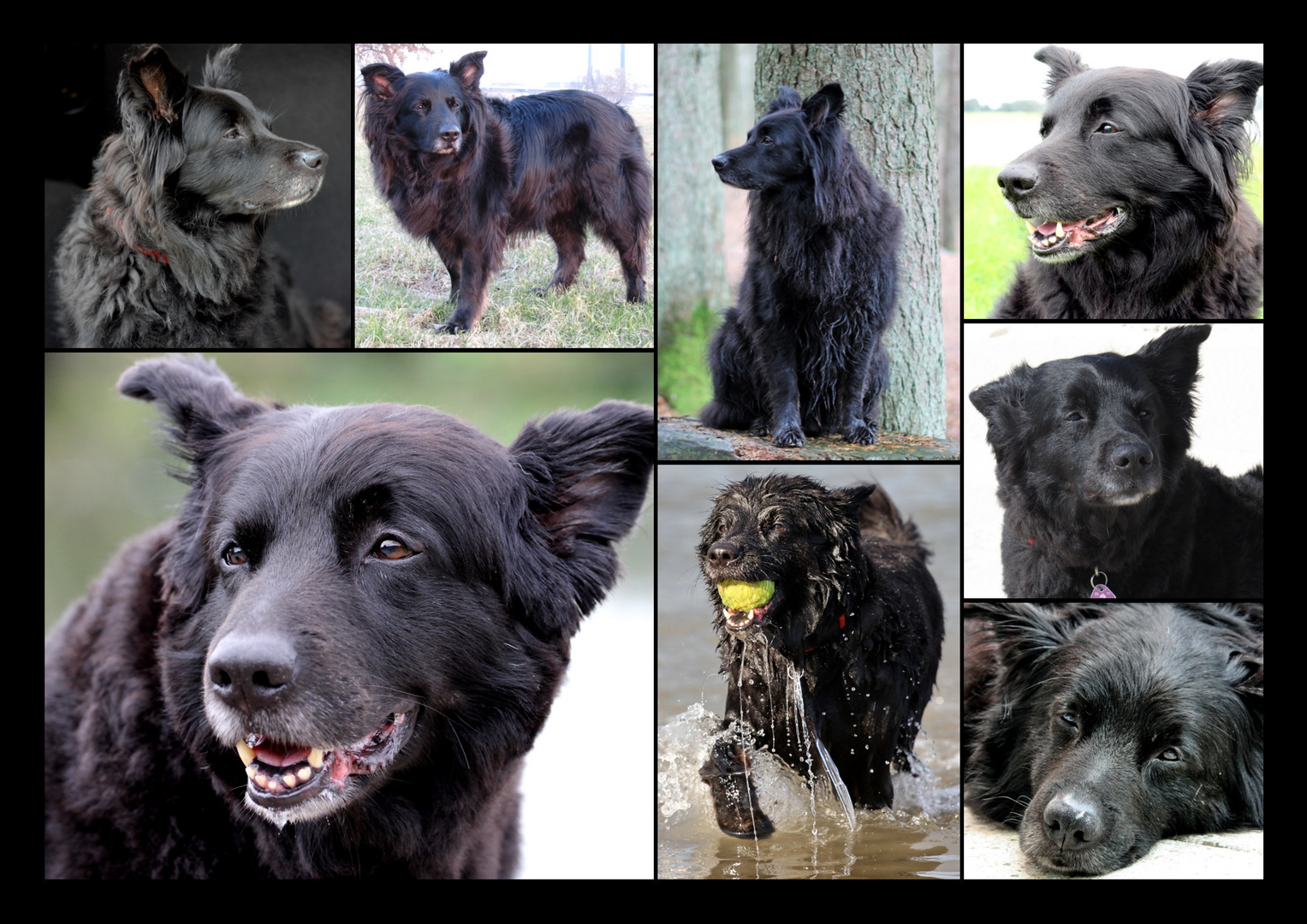 Collage von Lenny