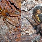 Collage von zwei Spinnen, die in der Finsternis leben ...