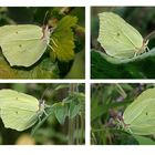 Collage Zitronenfalter (Gonepteryx rhamni) Männchen