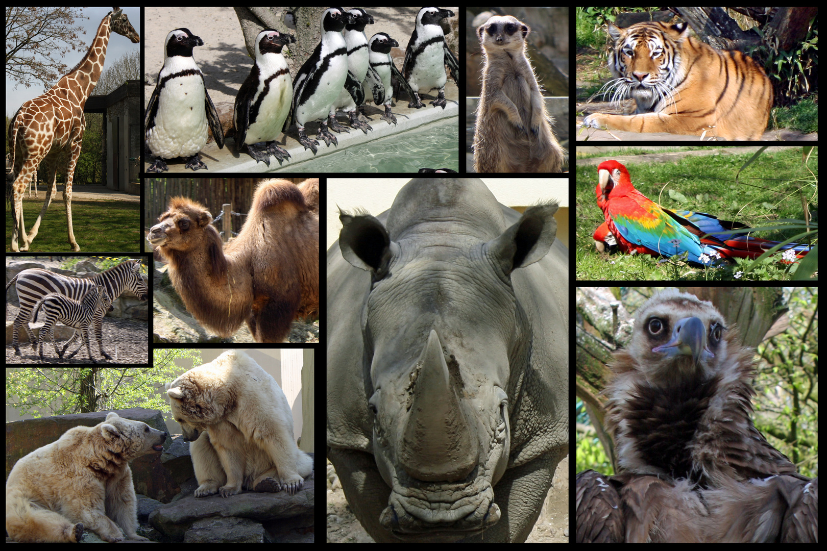 Collage Zoo