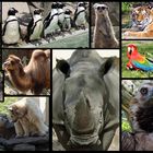 Collage Zoo