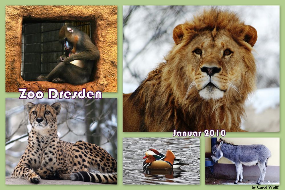 Collage Zoo Dresden (2. Versuch)