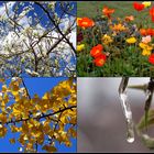 Collage#1: Seasons