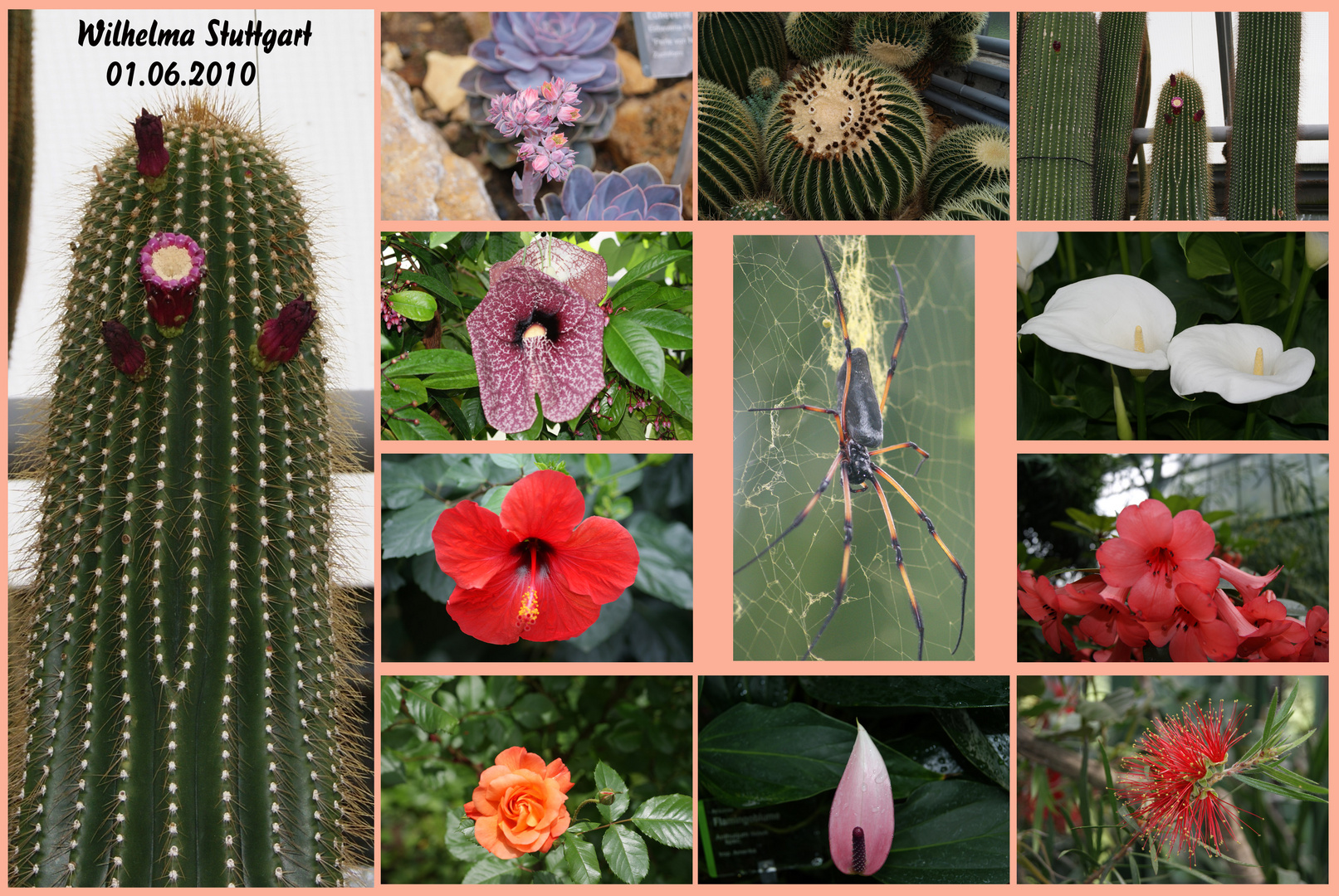 Collage1 Zoo Stuttgart