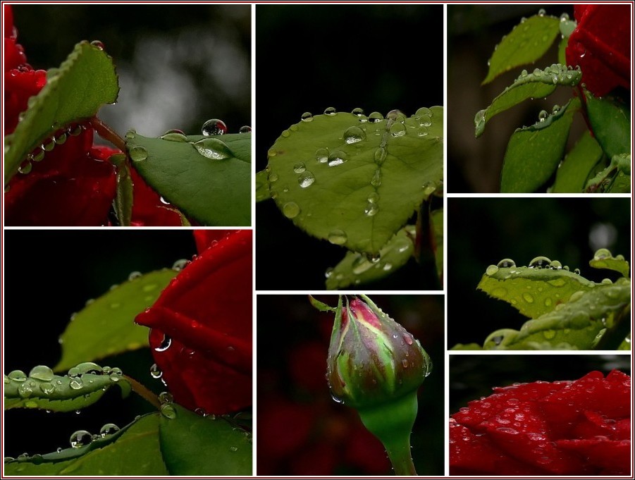 Collage2 - Rosentraum.....