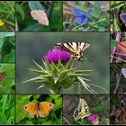 Collage#6: Butterflies