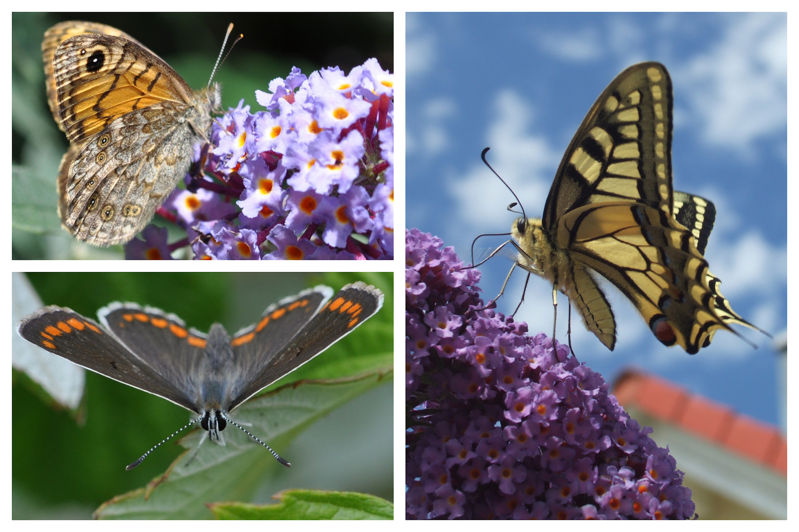 Collage:Ein Mauerfuchs , ein Schwalbenschwanz und ein kleiner Sonnenröschen-Bläuling