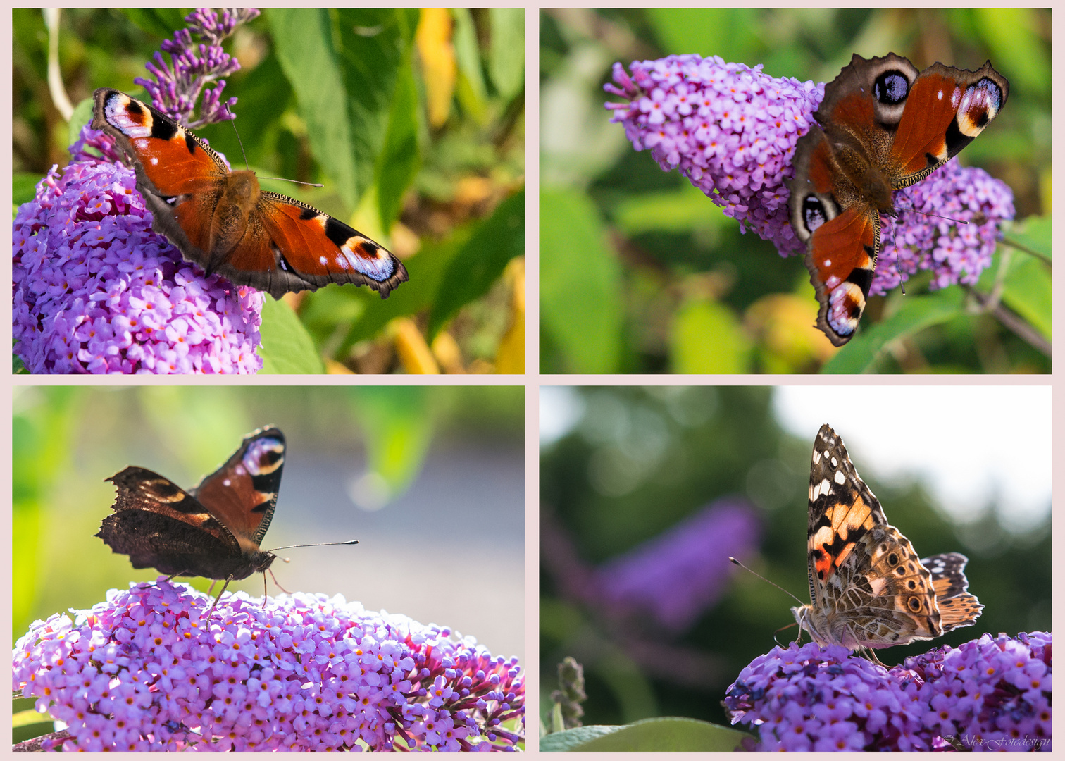 Collage_Schmetterlinge