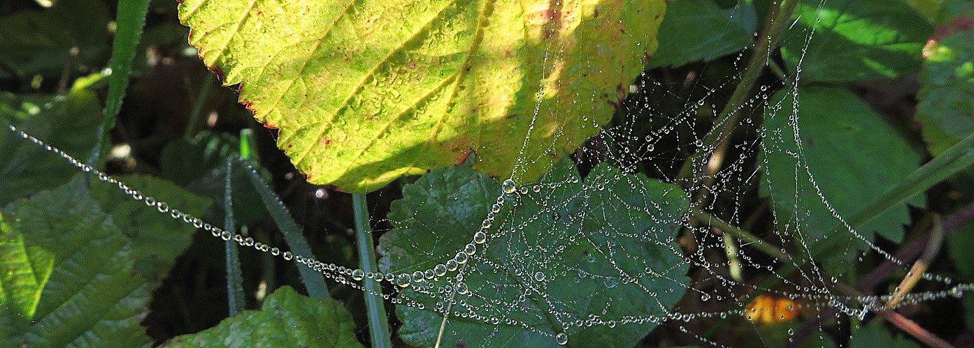 collana di perle