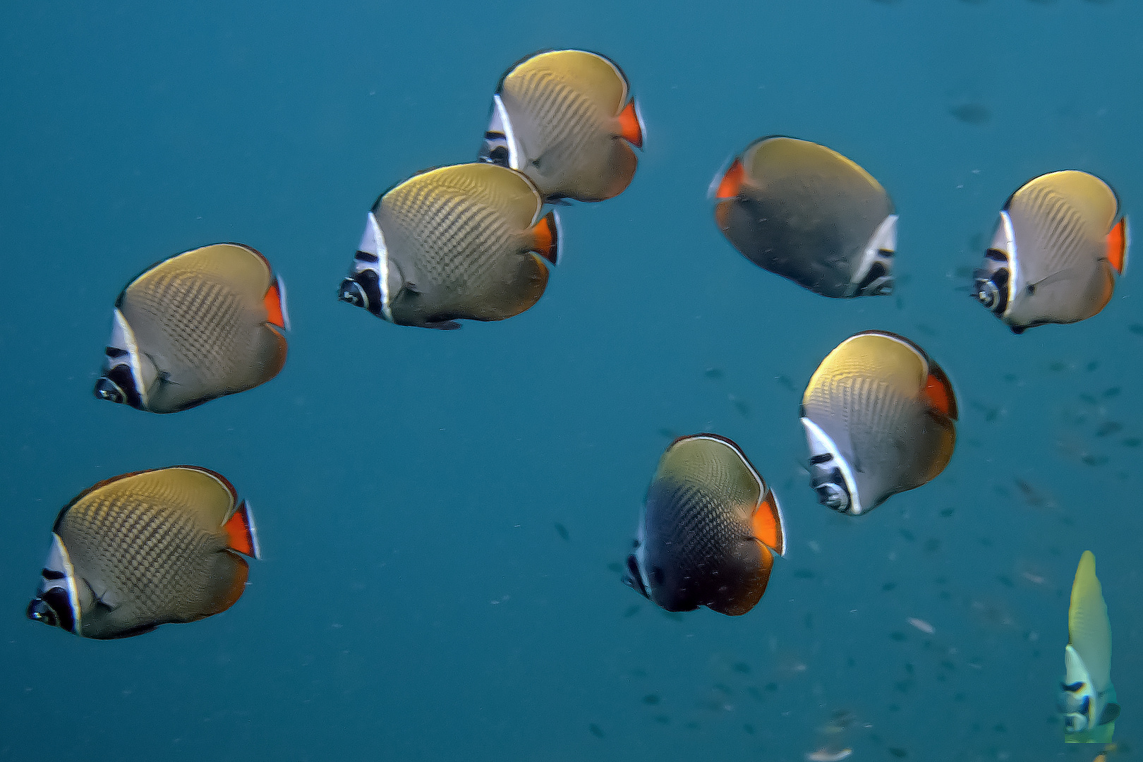 Collar butterfly fish