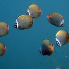 Collar butterfly fish