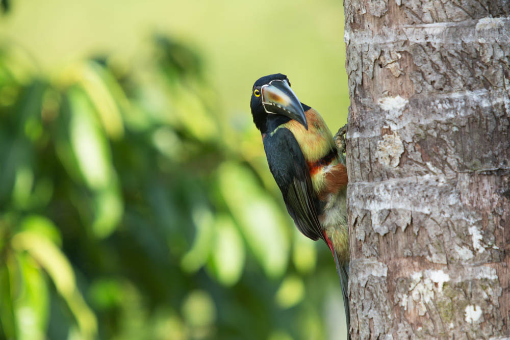 Collard Aracari