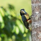 Collard Aracari