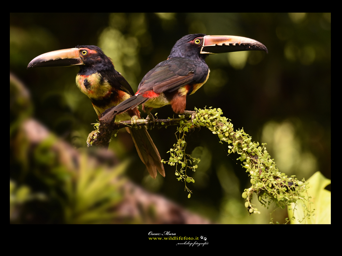 collared acari costarica www.wildlifefoto.it workshopfotografico oscarmura