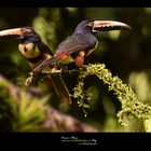 collared acari costarica www.wildlifefoto.it workshopfotografico oscarmura