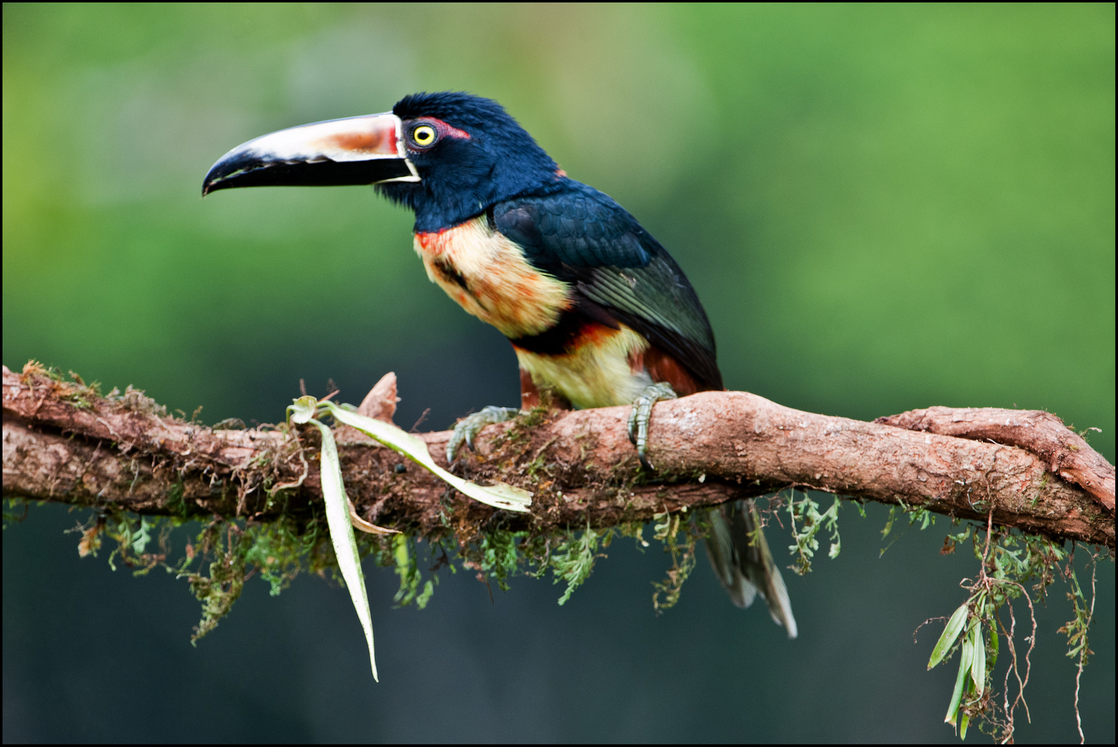 [ Collared Aracari ]