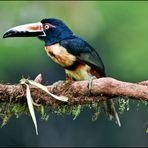 [ Collared Aracari ]