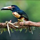 [ Collared Aracari ]