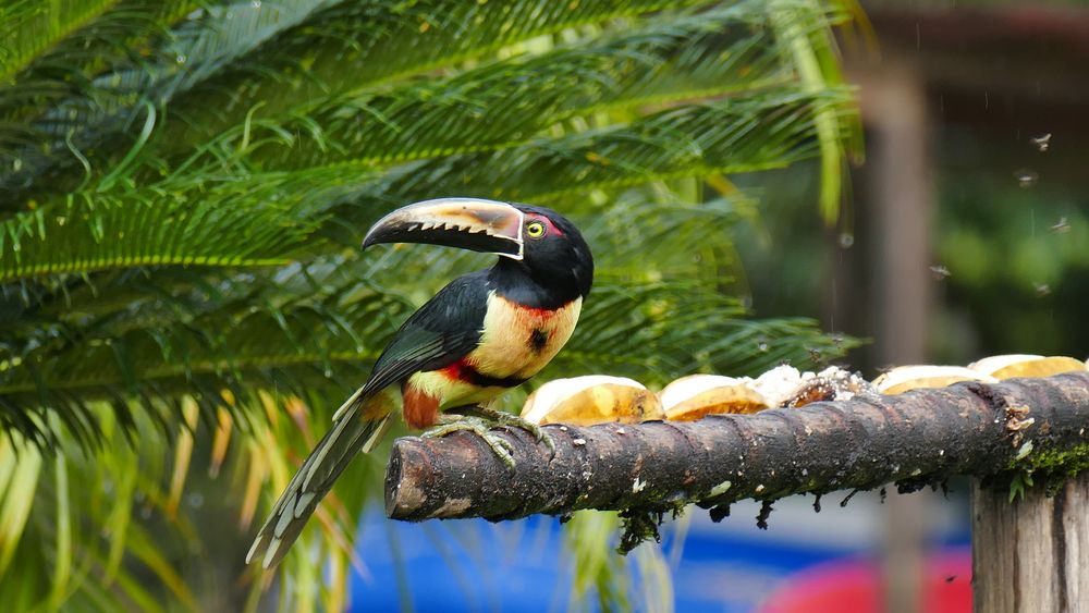 Collared Aracari Tukan in Pedacito de Cielo