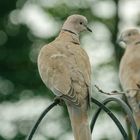 Collared Dove. (strepopelia decaocto)