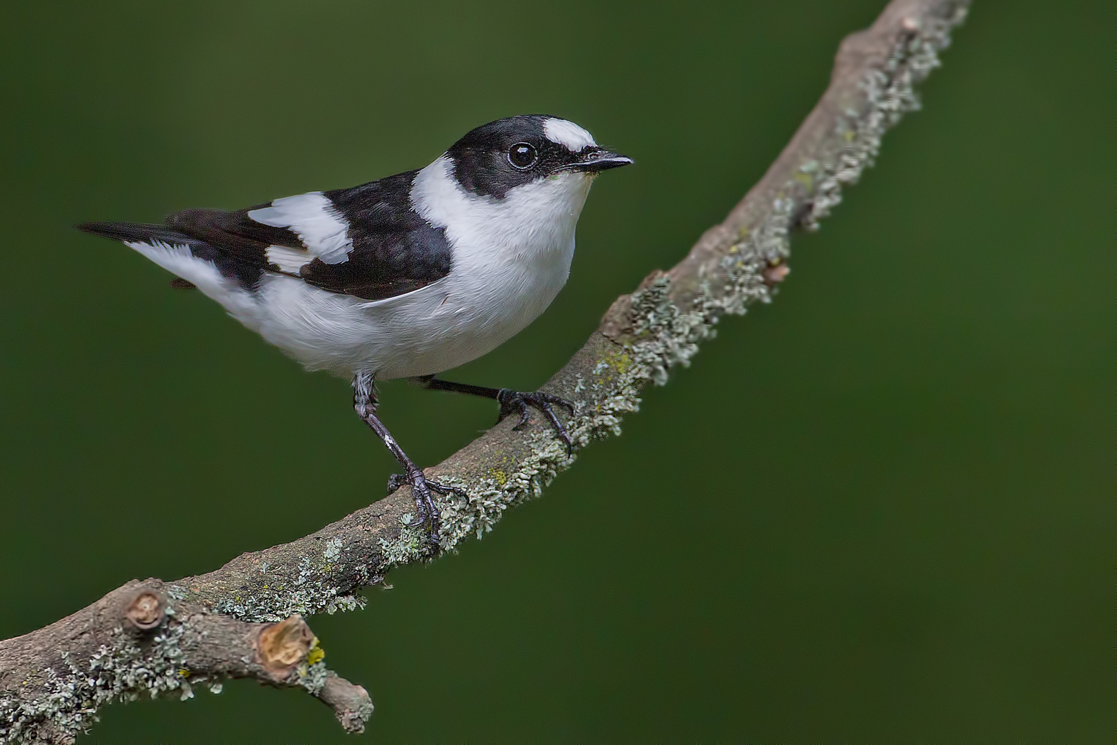 Collared Flycatcher