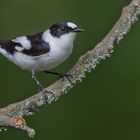 Collared Flycatcher