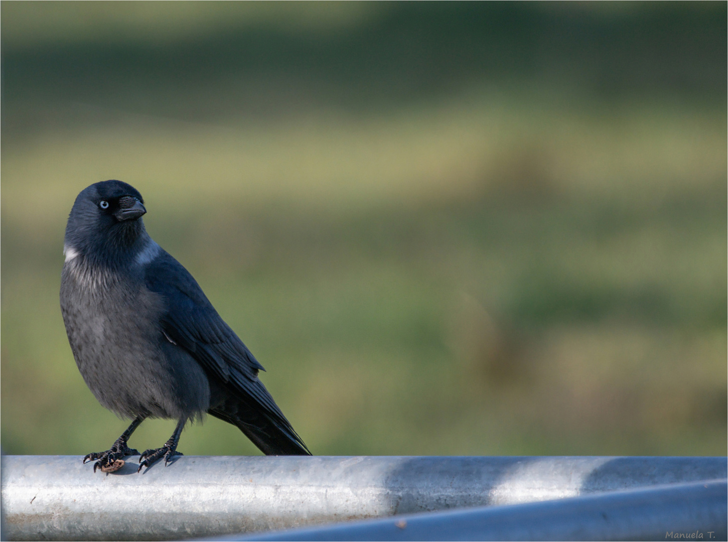 collared Jackdow