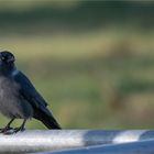 collared Jackdow