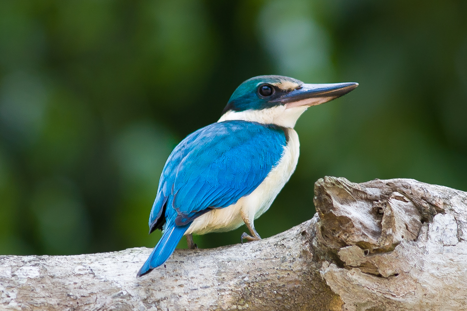 Collared Kingfisher