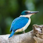 Collared Kingfisher