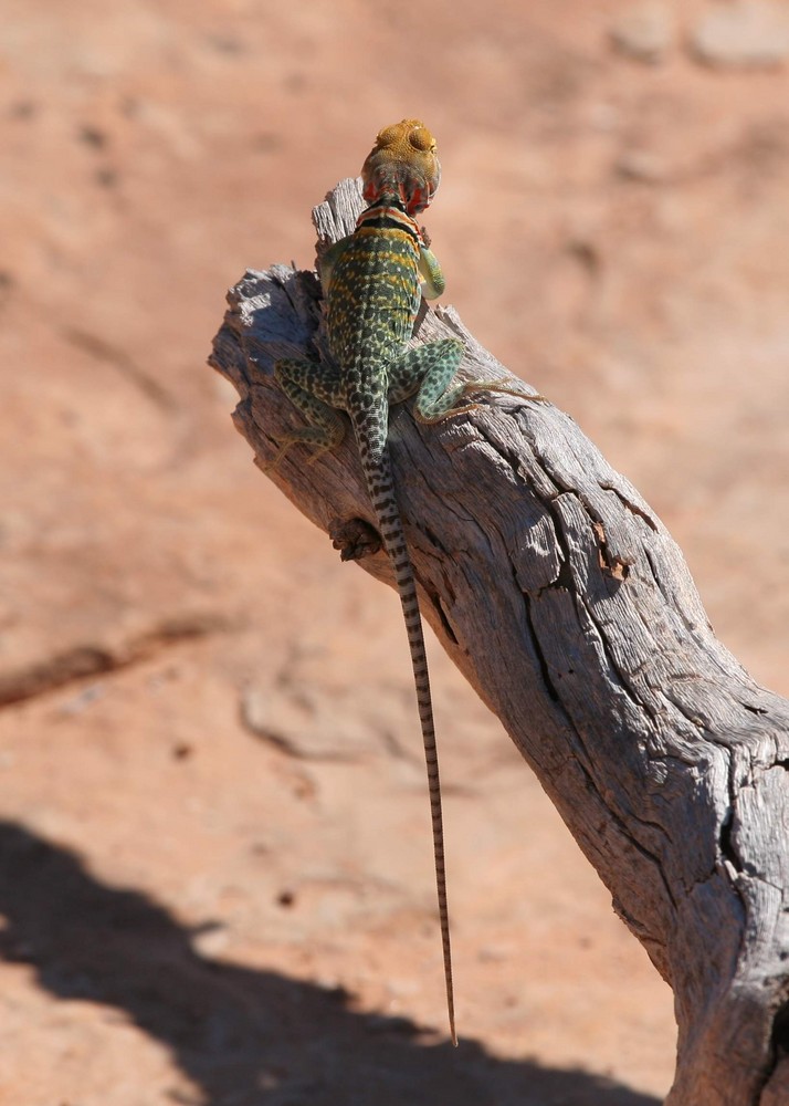 Collared Lizard