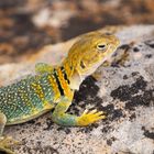 Collared Lizard