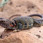 Collared Lizard