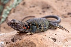 Collared Lizard