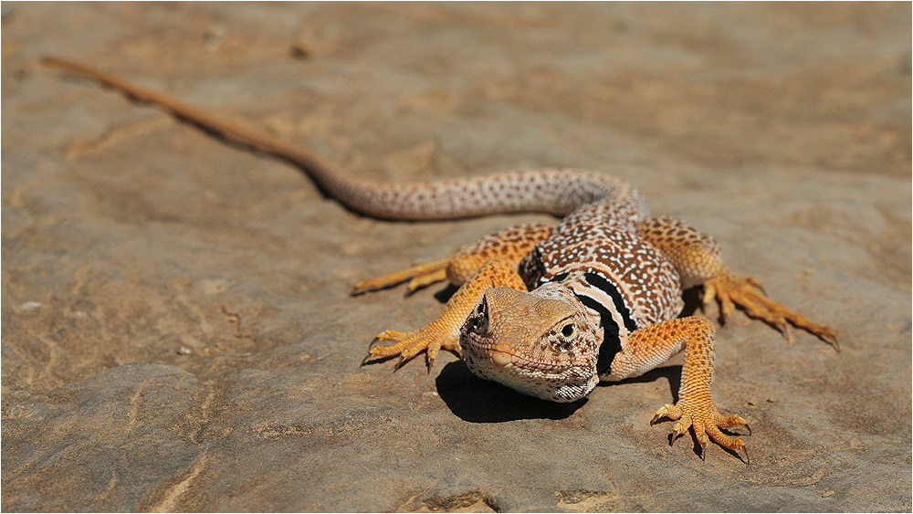 Collared Lizard im Sidestep Canyon