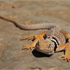 Collared Lizard im Sidestep Canyon